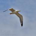 Larus_cachinnans_bg2605