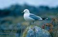 Larus_canus_2392