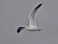 Larus_canus_bp6482