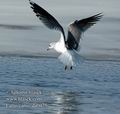 Larus_canus_da0425