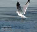 Larus_canus_da0426