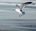 Larus_canus_da0431