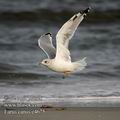 Larus_canus_e4675