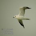 Larus_canus_e4899