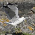 Larus_canus_ea7983