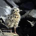 Larus_canus_eb1544