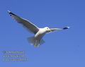 Larus_canus_eb1553