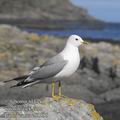 Larus_canus_eb1595