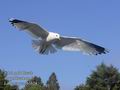 Larus_canus_eb1624