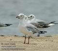 Larus_cirrocephalus