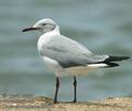 Larus_cirrocephalus