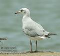 Larus_cirrocephalus