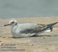 Larus_cirrocephalus