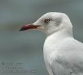 Larus_cirrocephalus