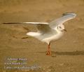 Larus_cirrocephalus_db8729