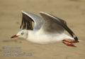 Larus_cirrocephalus_db9182