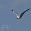 Larus_cirrocephalus_fb0910