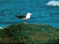 Larus_crassirostris_8054