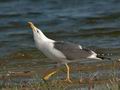 Larus_fuscus_ea6031