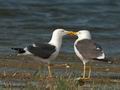 Larus_fuscus_ea6035