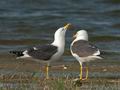 Larus_fuscus_ea6037