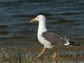 Larus_fuscus_ea6039