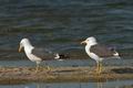 Larus_fuscus_ea6041