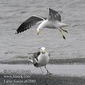 Larus_fuscus_eb2880