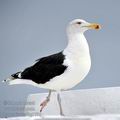 Larus_fuscus_hg1796