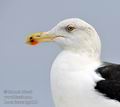 Larus_fuscus_hg1813