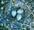 Larus_genei_11754