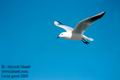 Larus_genei_2899