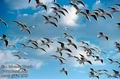 Larus_genei_2909