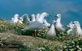 Larus_genei_562