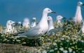 Larus_genei_563