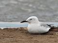 Larus_genei_bt8747