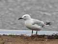 Larus_genei_bt8750