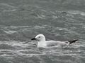 Larus_genei_bt8757