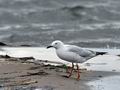 Larus_genei_bt8761