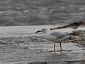 Larus_genei_bt8767