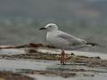 Larus_genei_bt8778