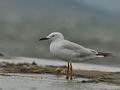 Larus_genei_bt8786