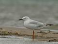 Larus_genei_bt8794