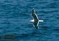 Larus_marinus_2383