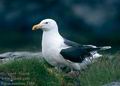 Larus_marinus_2384