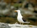 Larus_marinus_8012