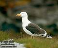 Larus_marinus_8014