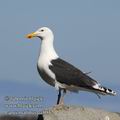 Larus_marinus_ea8032