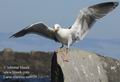 Larus_marinus_ea8039