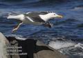 Larus_marinus_ea8049